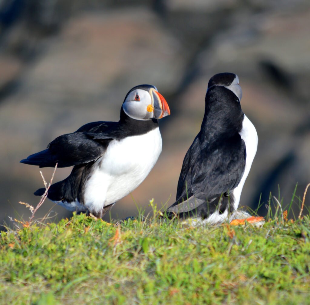 puffin couple