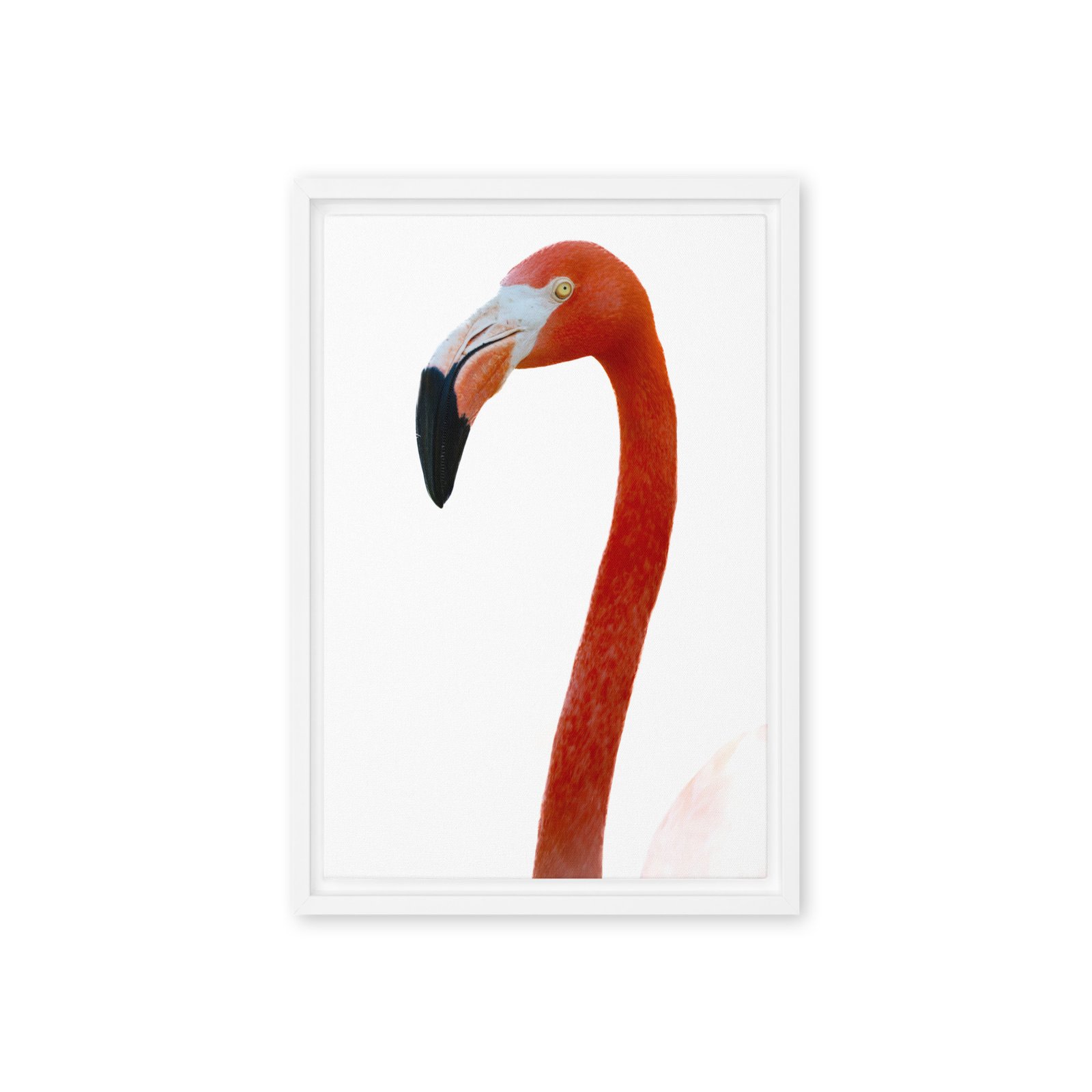Flamingo Close Up Framed Photo Canvas/12x18