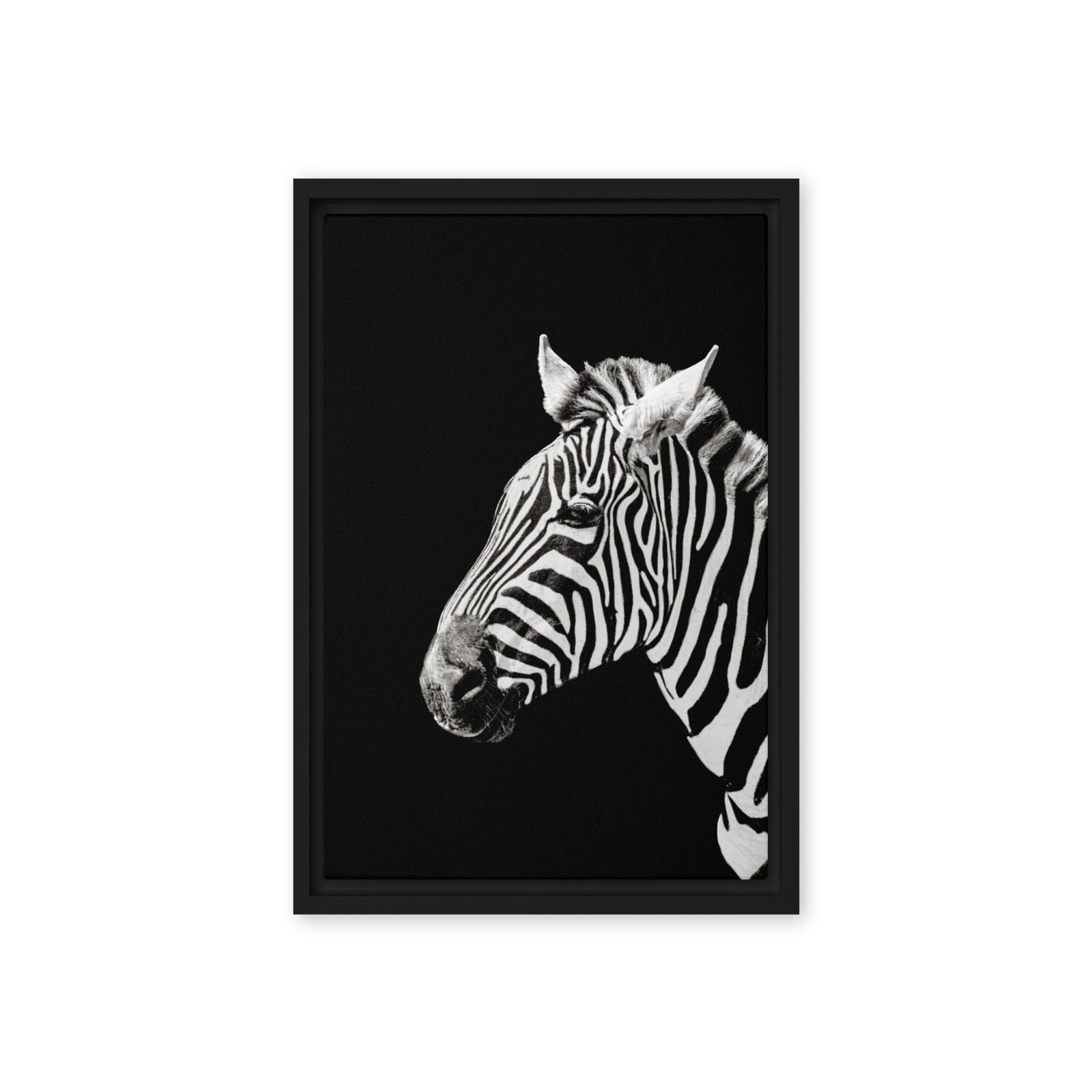 Black and White Zebra Photo Framed Canvas/12x18