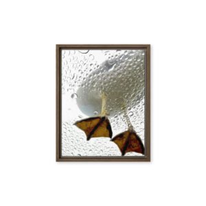 Duck Feet Framed Canvas/11x14